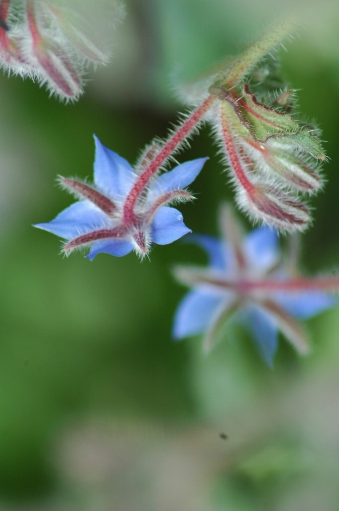 nature, flower background, flower wallpaper, beautiful flowers, leaf, flower, summer, outdoors, flora, closeup, bourrache