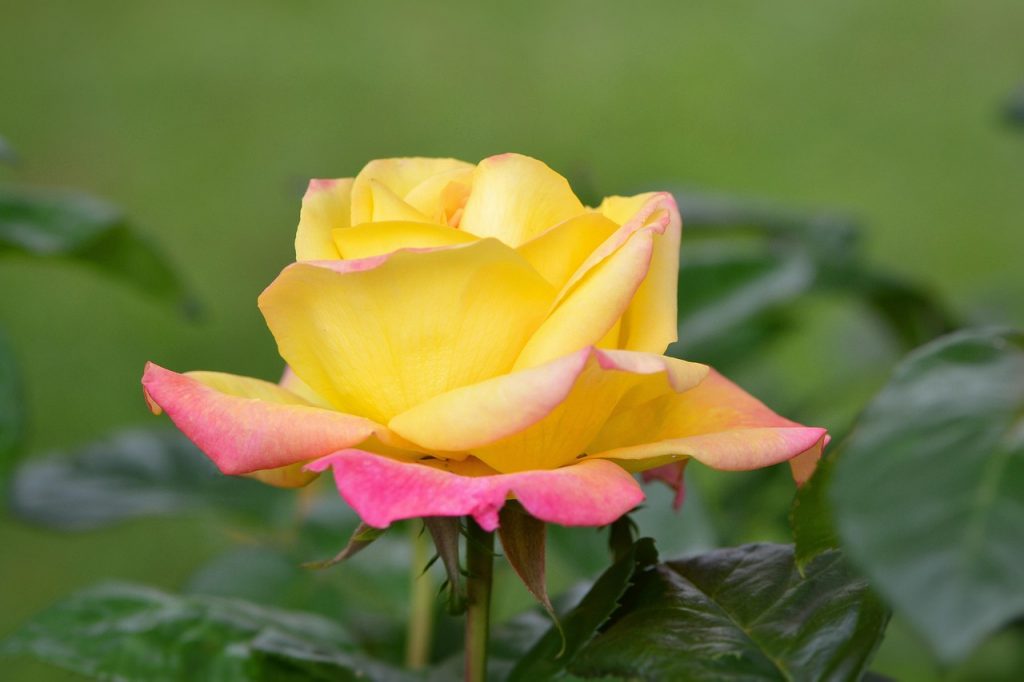 fleur, nature, rose, rose flower, printemps