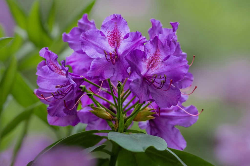 Close-up of vivid purple rhododendron flowers with lush green leaves, highlighting nature's beauty in summer.