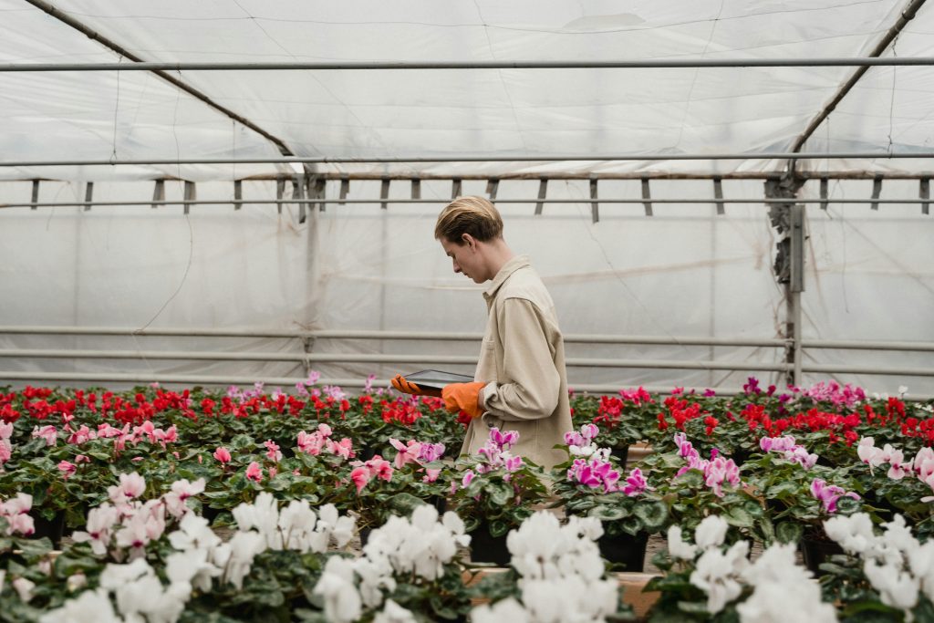Man examining vibrant flowers in greenhouse surrounded by blooming plants, showcasing agricultural work.